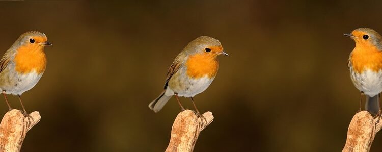 From Garden to Bowl: How to Create Vibrant Salads Packed with Nutrients