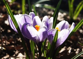 The Ultimate Guide to Crafting the Perfect Fruit Smoothie