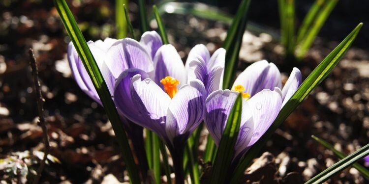 The Ultimate Guide to Crafting the Perfect Fruit Smoothie