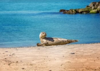 Midday Magic: Whip Up These Tasty Air Fryer Lunch Ideas in Minutes