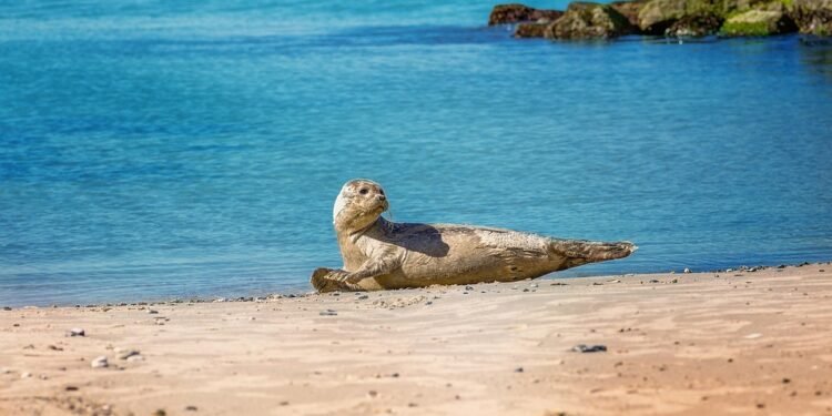 Midday Magic: Whip Up These Tasty Air Fryer Lunch Ideas in Minutes