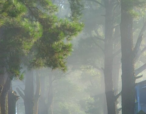 Chill Out: DIY Recipes for Your Favorite Refreshing Drinks