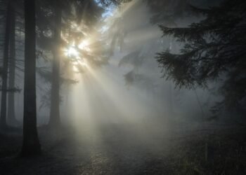 Morning Makeover: Transform Your Breakfast into a Health Powerhouse