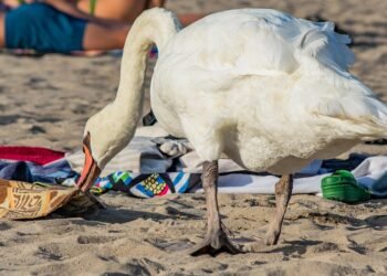 In a Pinch: Last-Minute Family Dinners That Are Sure to Please!