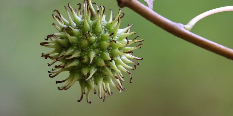 Fruit Frenzy: 5 Easy Smoothie Recipes for a Delicious Snack