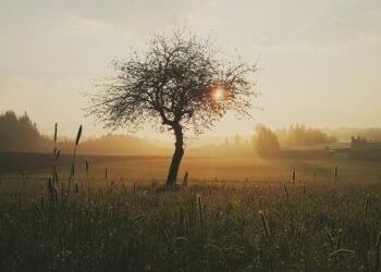 Fry-Day Mornings: Creative and Tasty Air Fryer Breakfast Inspirations