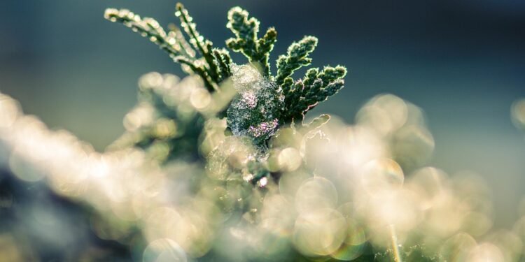 From Frozen to Fabulous: Mastering Quick Air Fryer Hacks