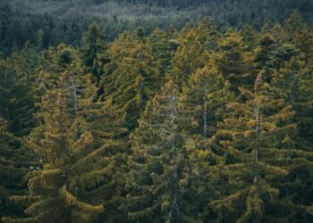 Mindful Mornings: Drinking Your Greens for a Balanced Breakfast