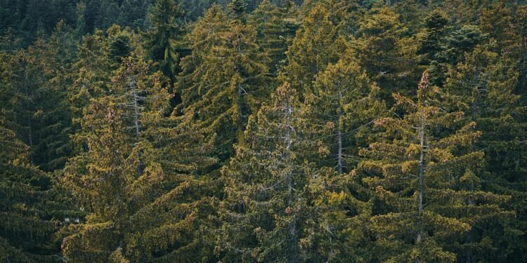 Mindful Mornings: Drinking Your Greens for a Balanced Breakfast