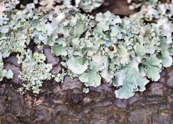 Green Goodness: Creative Detox Smoothies Packed with Nutrients