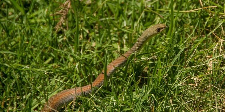 “Whip It Up: 10 Decadent Mousse Recipes to Delight Your Taste Buds!”