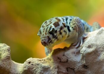 One-Pan Wonders: Stress-Free Meals for the Time-Starved Cook