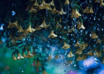 Hydration Nation: Why Your Drink Choices Matter for Wellness